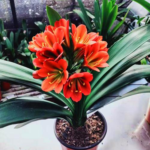 君子兰什么品种好？-图3