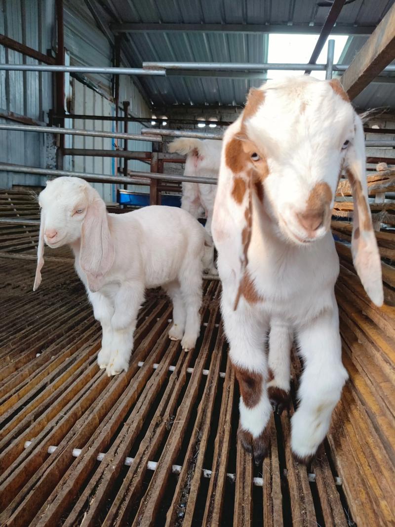 哪些羊品种繁殖力强?-图3 哪些羊品种繁殖力强?-图3