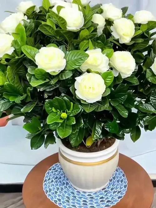 栀子花哪个品种最香？-图3