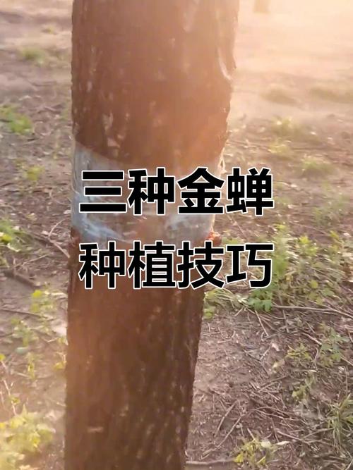 山东金蝉养殖技术难点有哪些？-图1