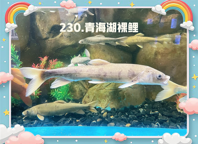 哪些鱼适合高密度养殖？-图1