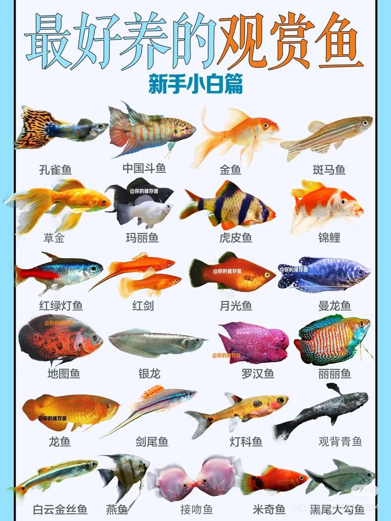 哪些鱼适合高密度养殖？-图3