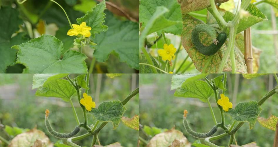 黄瓜种植技术视频下载-图1 黄瓜种植技术视频下载-图1