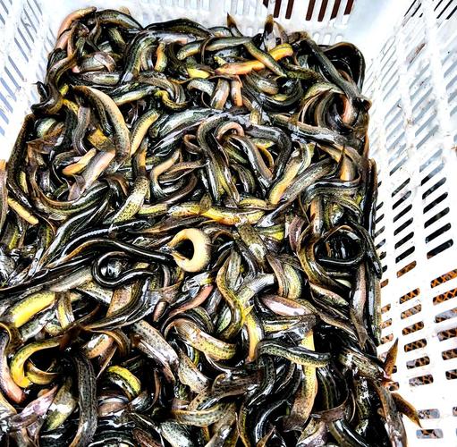 泥鳅养殖技术视频全集-图1