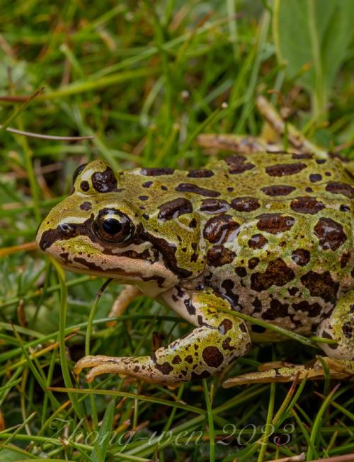 养青蛙选什么品种合适？-图1