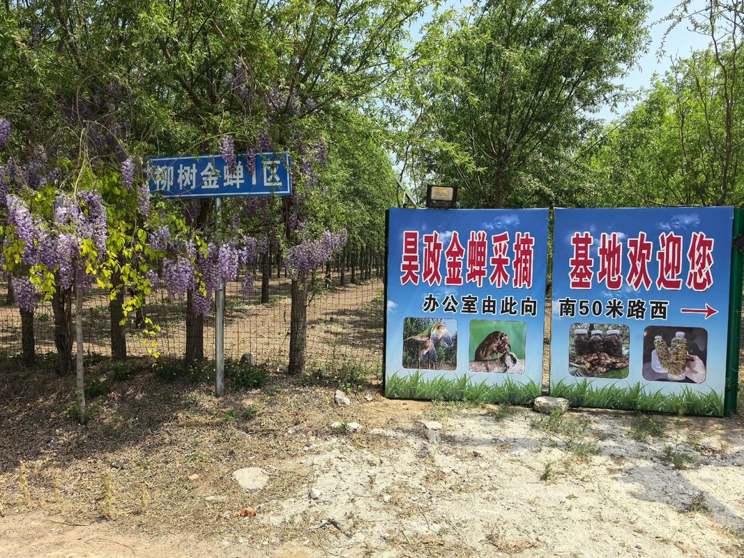 山东金蝉养殖技术基地有何核心技术？-图1