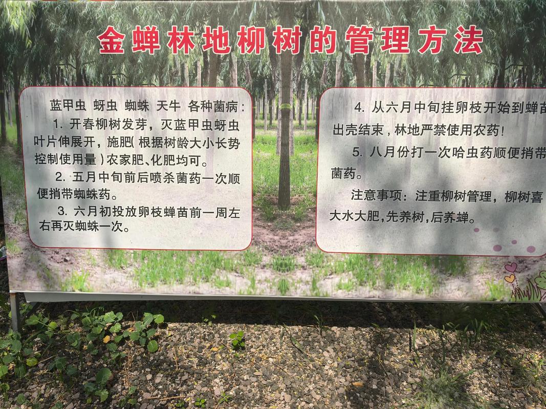 山东金蝉养殖技术基地有何核心技术？-图2