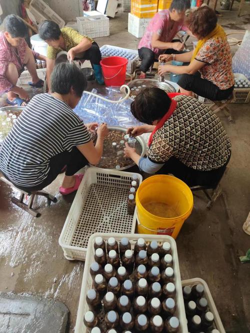 山东金蝉养殖技术基地有何核心技术？-图3