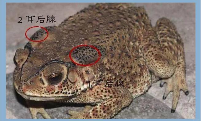 2025年亳州蟾酥价格会涨还是跌?-图1 2025年亳州蟾酥价格会涨还是跌?-图1