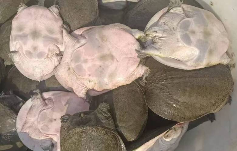 2025野生甲鱼价格会涨还是跌？-图1