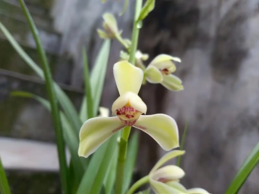 四季兰花品种有哪些?-图1 四季兰花品种有哪些?-图1