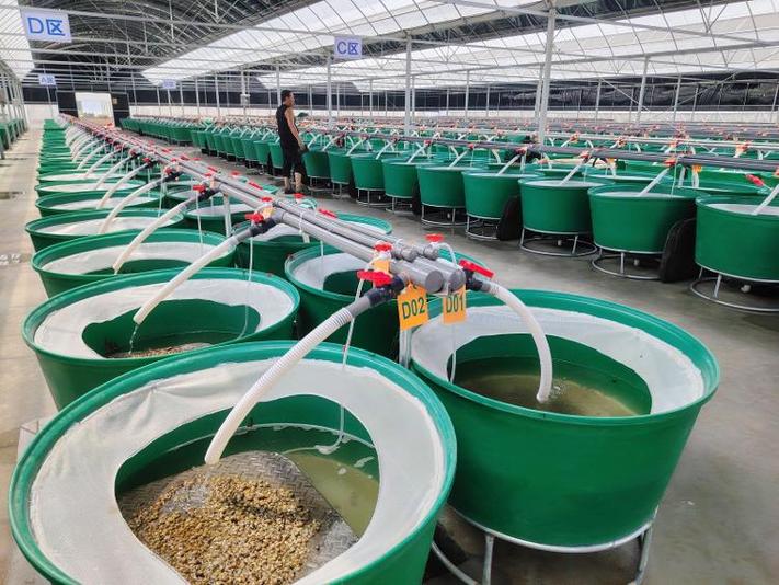 安徽水蛭养殖技术基地-图1 安徽水蛭养殖技术基地-图1