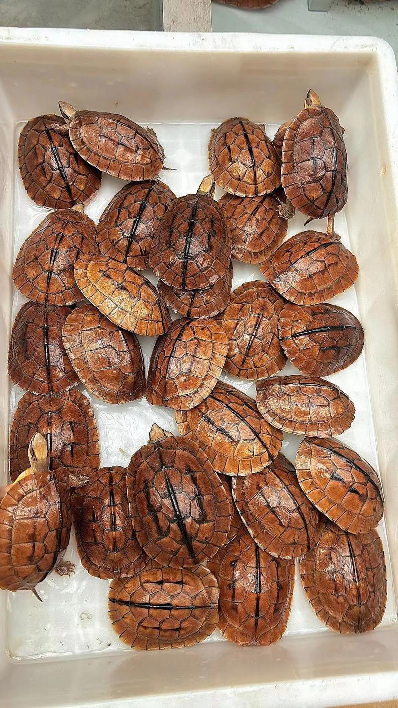 金钱龟品种价格差异有多大？-图1