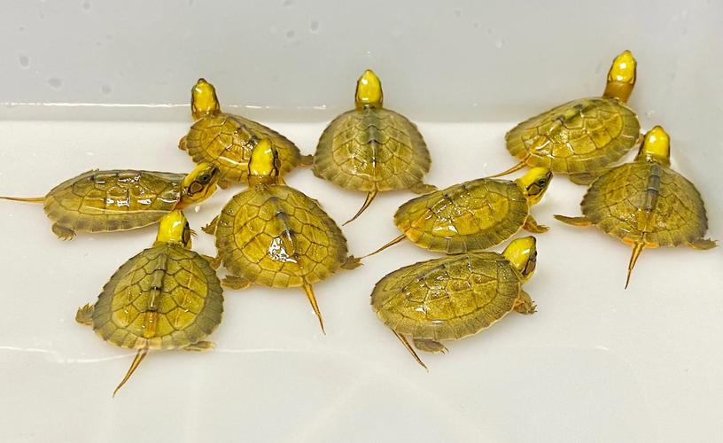 金钱龟品种价格差异有多大？-图2