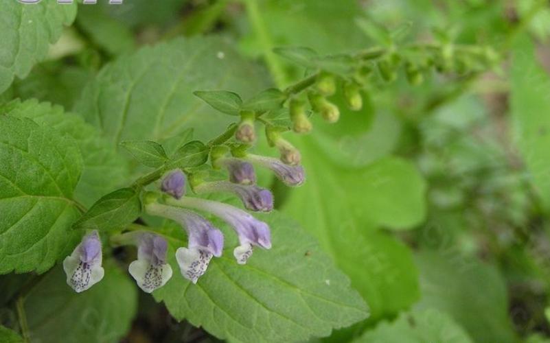 陕西2025黄芩价格会涨还是跌？-图2