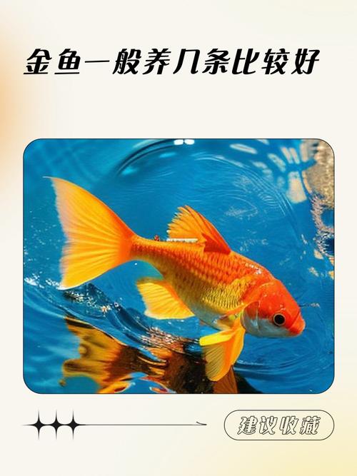 想学养金鱼技术，去哪里学？-图2