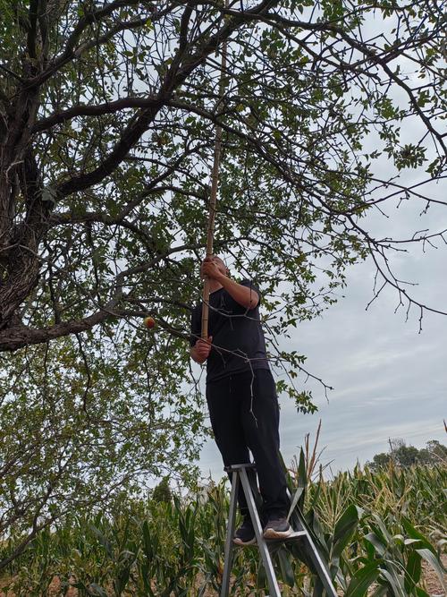 枣树如何实现早期高产种植?-图3 枣树如何实现早期高产种植?-图3