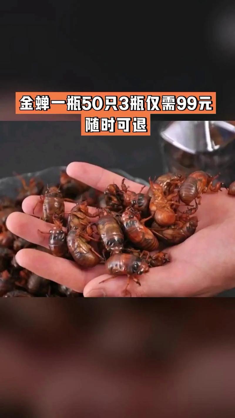 菏泽2025金蝉价格会涨还是跌？-图2