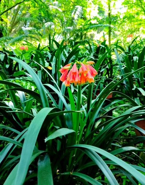 东北君子兰是什么品种-图2