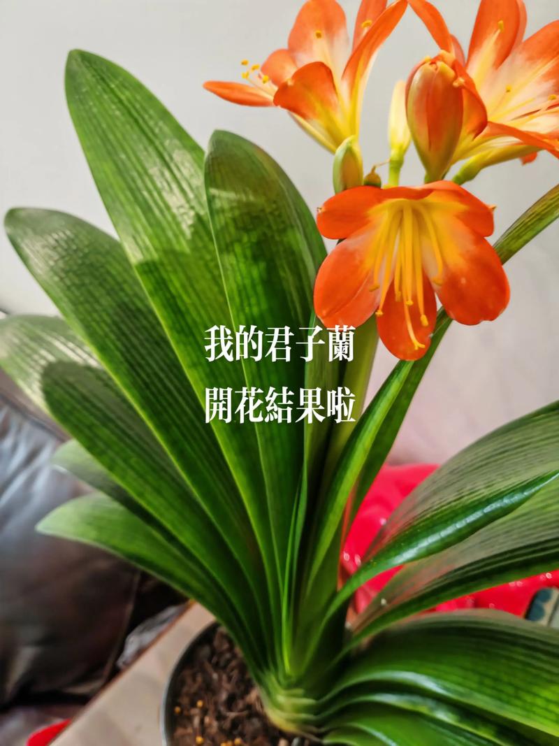 东北君子兰是什么品种-图1