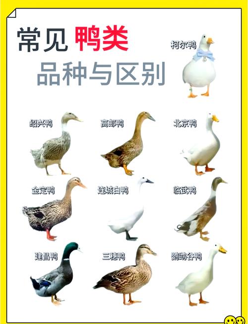 珍禽养殖品种知多少？-图2