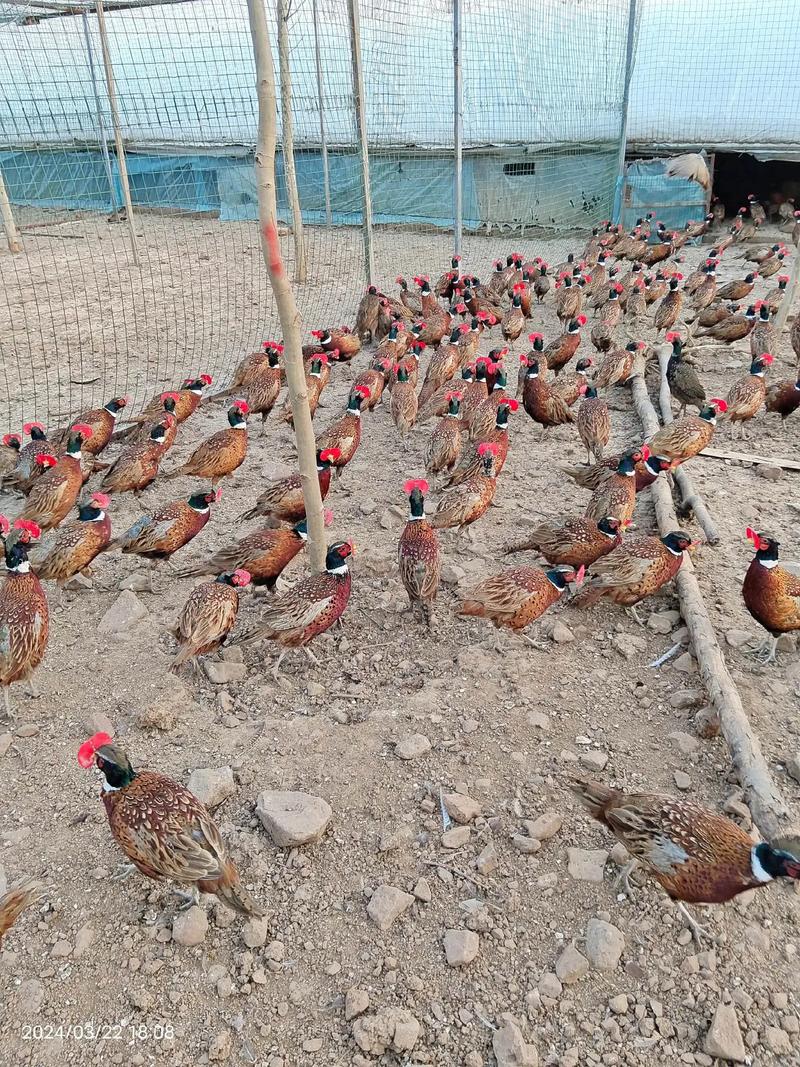 珍禽养殖品种知多少？-图3