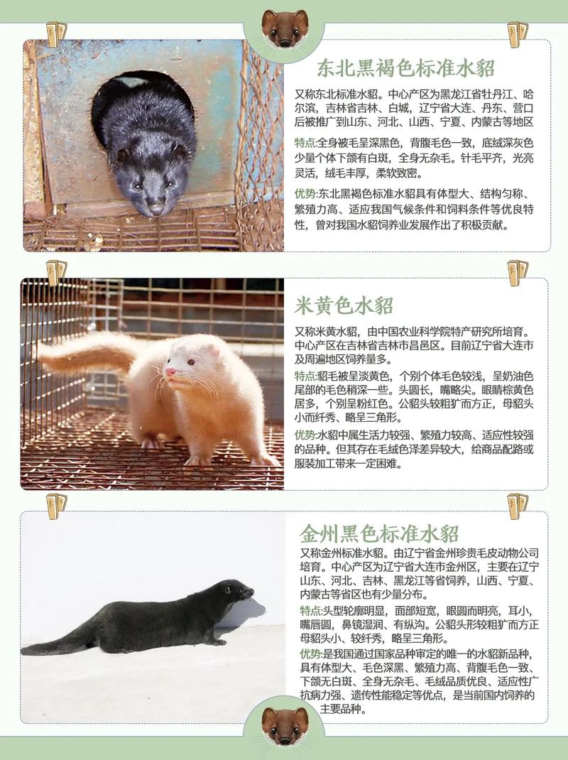 哪些貂品种最好饲养？-图2