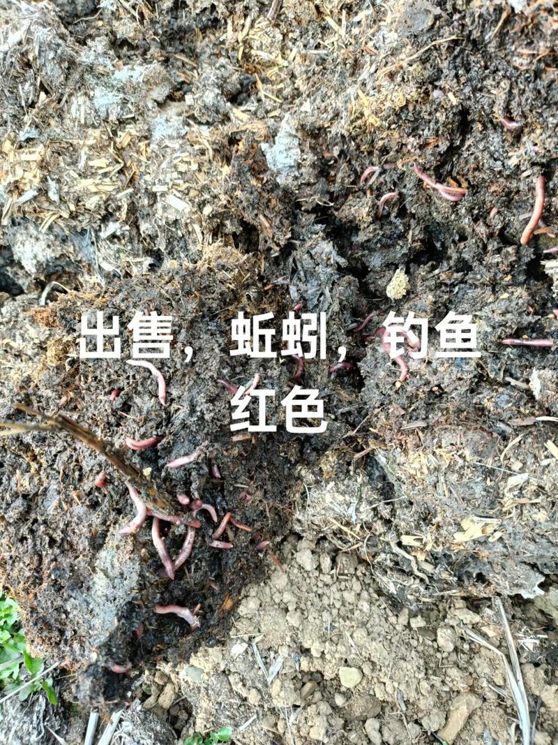 深圳2025年蚯蚓价格会涨还是跌？-图2