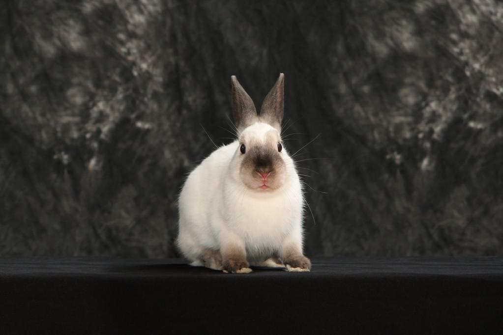 黑色长毛兔是什么品种-图1