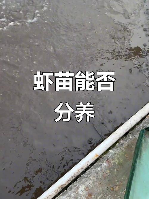 南美对虾养殖技术是骗局吗？-图1