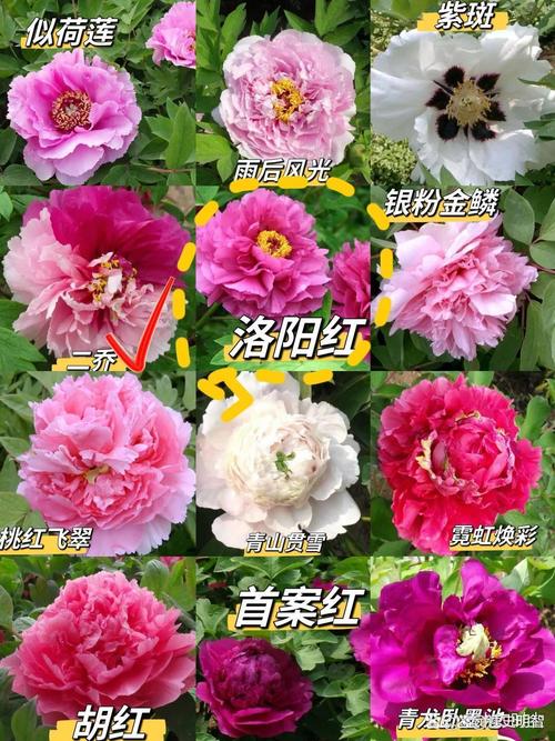 牡丹名贵品种有哪些？-图3