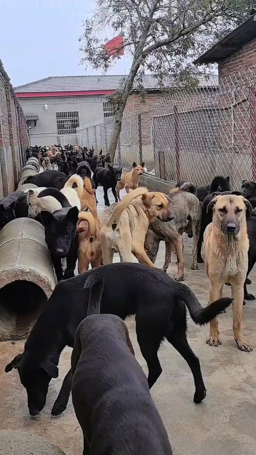 肉狗养殖选什么品种好？-图1