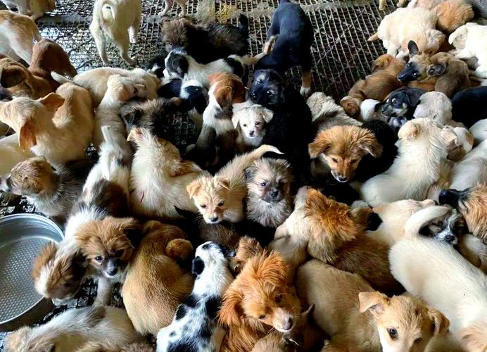 肉狗养殖选什么品种好？-图3