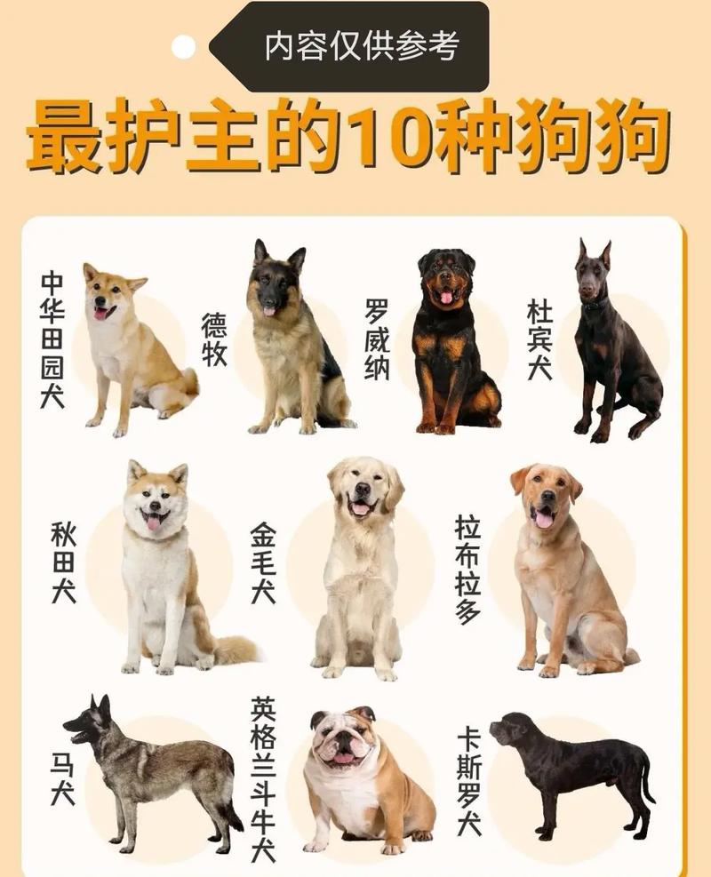 肉狗养殖选什么品种好？-图2