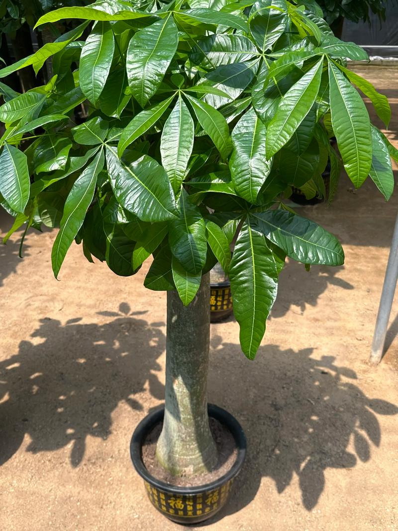 发财树常见品种有哪些？-图1