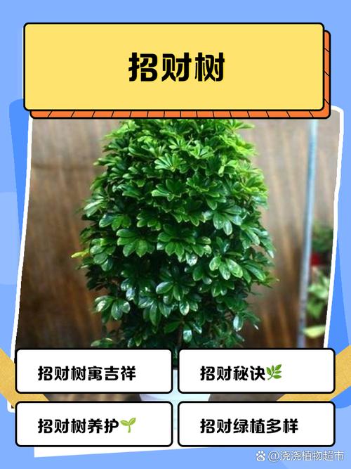 发财树常见品种有哪些？-图2