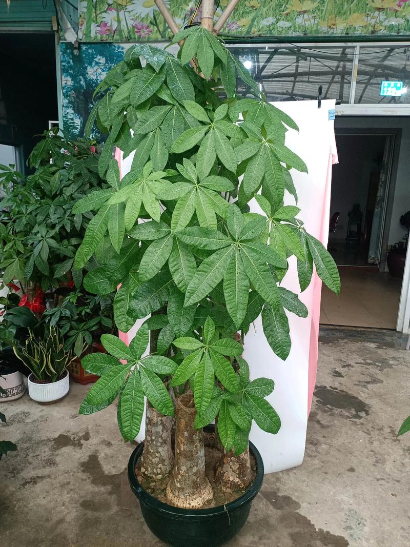 发财树常见品种有哪些？-图3