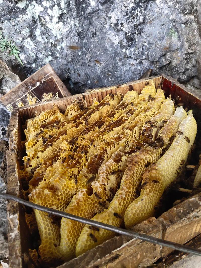 蜜蜂圆桶养殖技术视频，怎么操作才高效？-图2