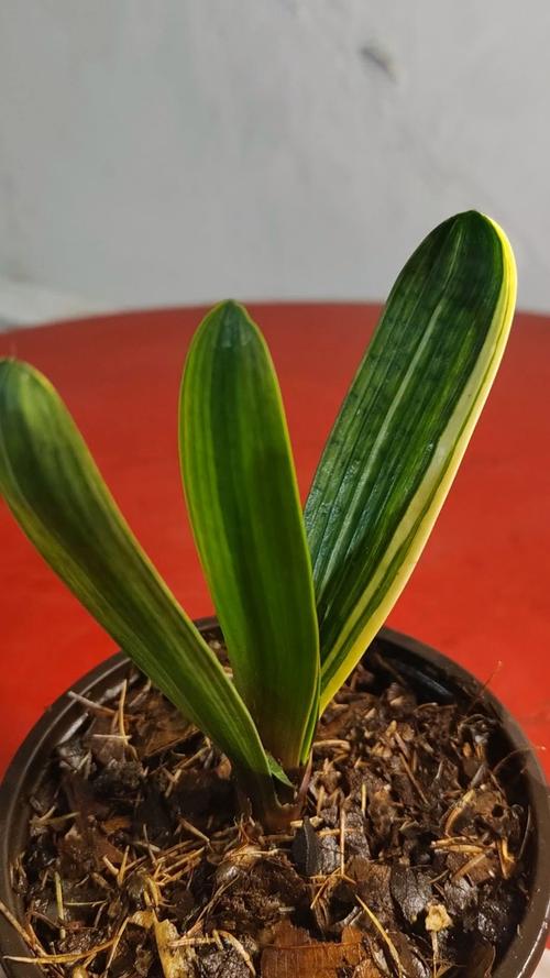 君子兰立板品种哪个好?-图1 君子兰立板品种哪个好?-图1