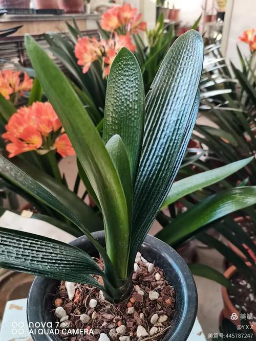 君子兰立板品种哪个好?-图2 君子兰立板品种哪个好?-图2