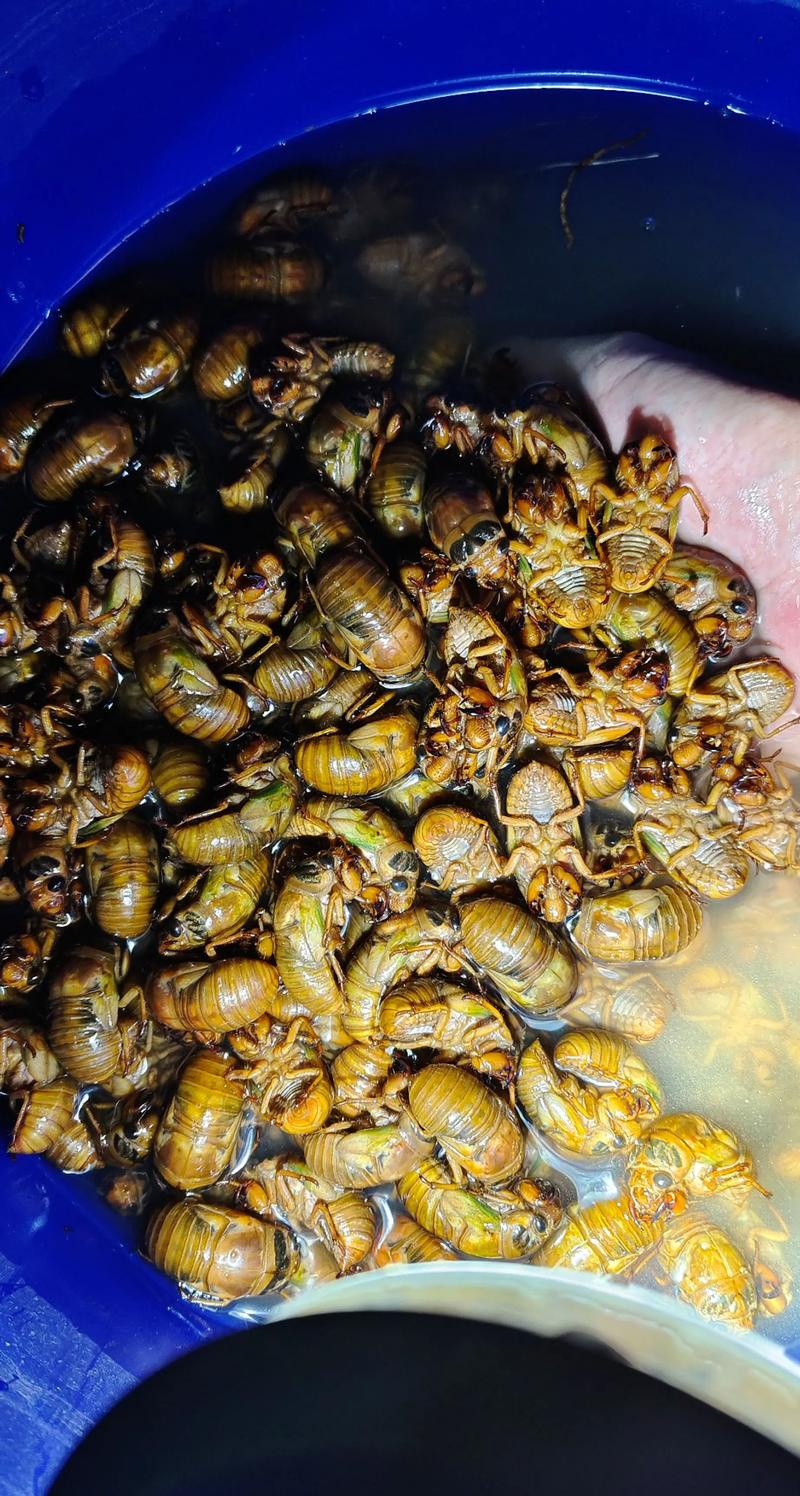 山西金蝉2025年价格会涨还是跌？-图1