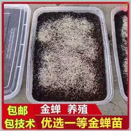 山西金蝉2025年价格会涨还是跌？-图3