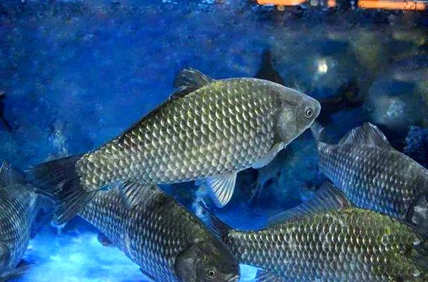 鲫鱼流水养殖技术视频，关键步骤有哪些？-图2