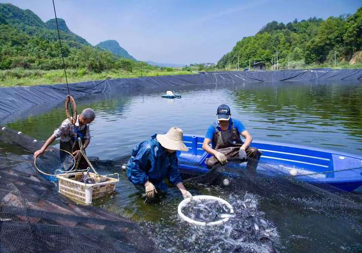 鲫鱼流水养殖技术视频，关键步骤有哪些？-图3