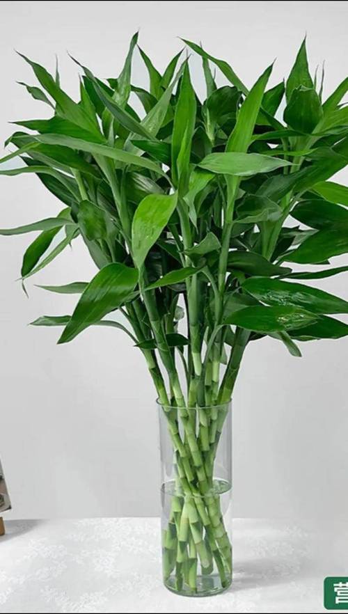 哪种富贵竹品种最好？-图1