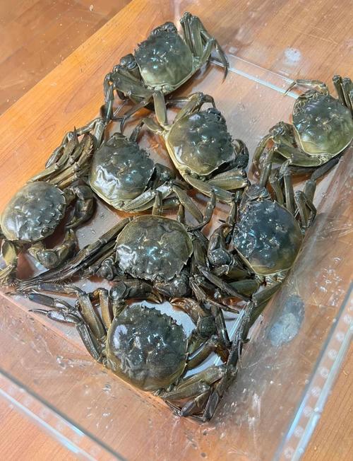 吉林螃蟹养殖技术大全-图1