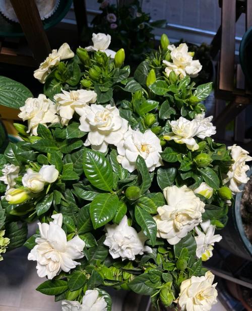 栀子花哪个品种颜值最高？-图1