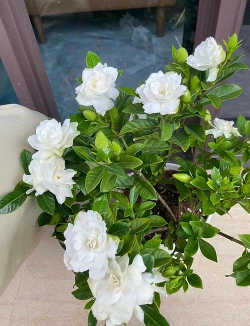 栀子花哪个品种颜值最高？-图2