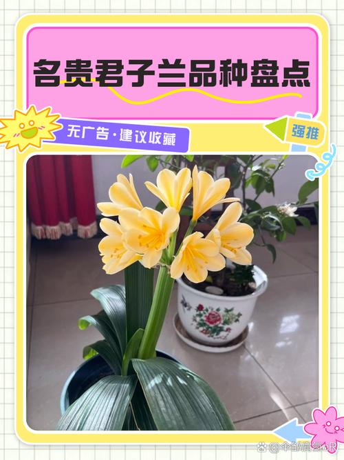 君子兰品种有哪些?附图片吗?-图2 君子兰品种有哪些?附图片吗?-图2