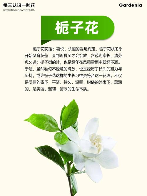栀子花品种有哪些?图片怎么区分?-图1 栀子花品种有哪些?图片怎么区分?-图1